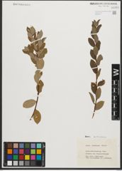 Foto von Salix starkeana Willd.